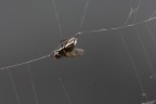 Ragnatela Ragnatela