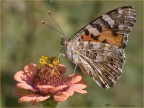 Vanessa Vanessa