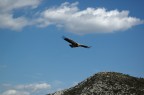 Rapace in volo Rapace in volo