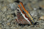 Charaxes jasus
