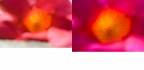 Fiori Fiori