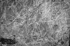 graffi graffi