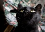 Nerone Nerone