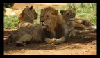 lion lion