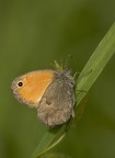 Coenonympha pamphilus