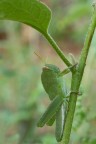 verde verde