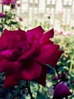rosa rosa