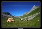 Albulapass Albulapass