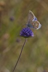 settembrina settembrina