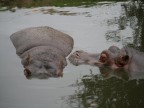 due ippopotami dentro l'acqua allo zoo