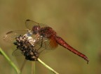 libellula a colazione libellula a colazione