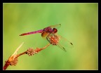 fucsia volante fucsia volante