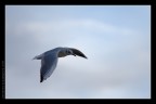 In volo In volo