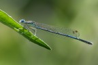 Damigella Damigella