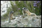 marmotte marmotte