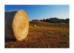 forme di campagna forme di campagna