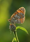 Melitaea