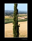 Mesco non docet Mesco non docet