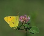 farfalimone