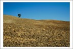 L'albero del pisolino L'albero del pisolino
