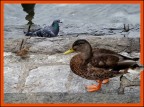 amici amici