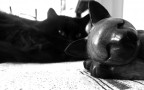 ...ZzZzZzZ... ...ZzZzZzZ...