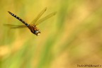 ...libellula in volo