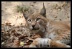 Lince Lince