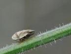 Cicadella