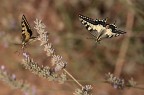 in volo in volo