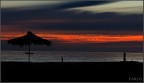 alba alba