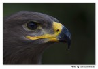 Rapace Rapace