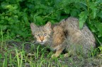 Gatto selvatico con preda Gatto selvatico con preda