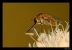 Bombilus Major Bombilus Major