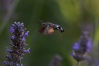 Macroglossum Macroglossum
