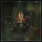 le perle di argiope
