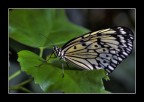 Farfalla Farfalla