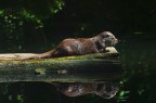 Lontra selvaggia Lontra selvaggia