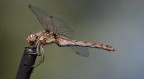 libellula 2 libellula 2