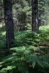 LA CAREZZA DELLE FELCI LA CAREZZA DELLE FELCI