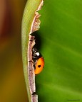Le coccinelle. Le coccinelle.