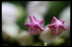 Stelline Stelline