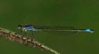 damigella azzurra damigella azzurra