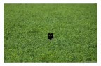 gatto in erba gatta gatto in erba gatta