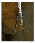 Libellula della Val Senales Libellula della Val Senales