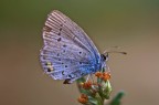 Farfallina Farfallina