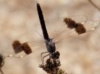 libellula libellula