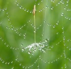 Trappola di cristallo