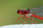 red eyes red eyes