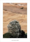 L'albero.....canuto L'albero.....canuto